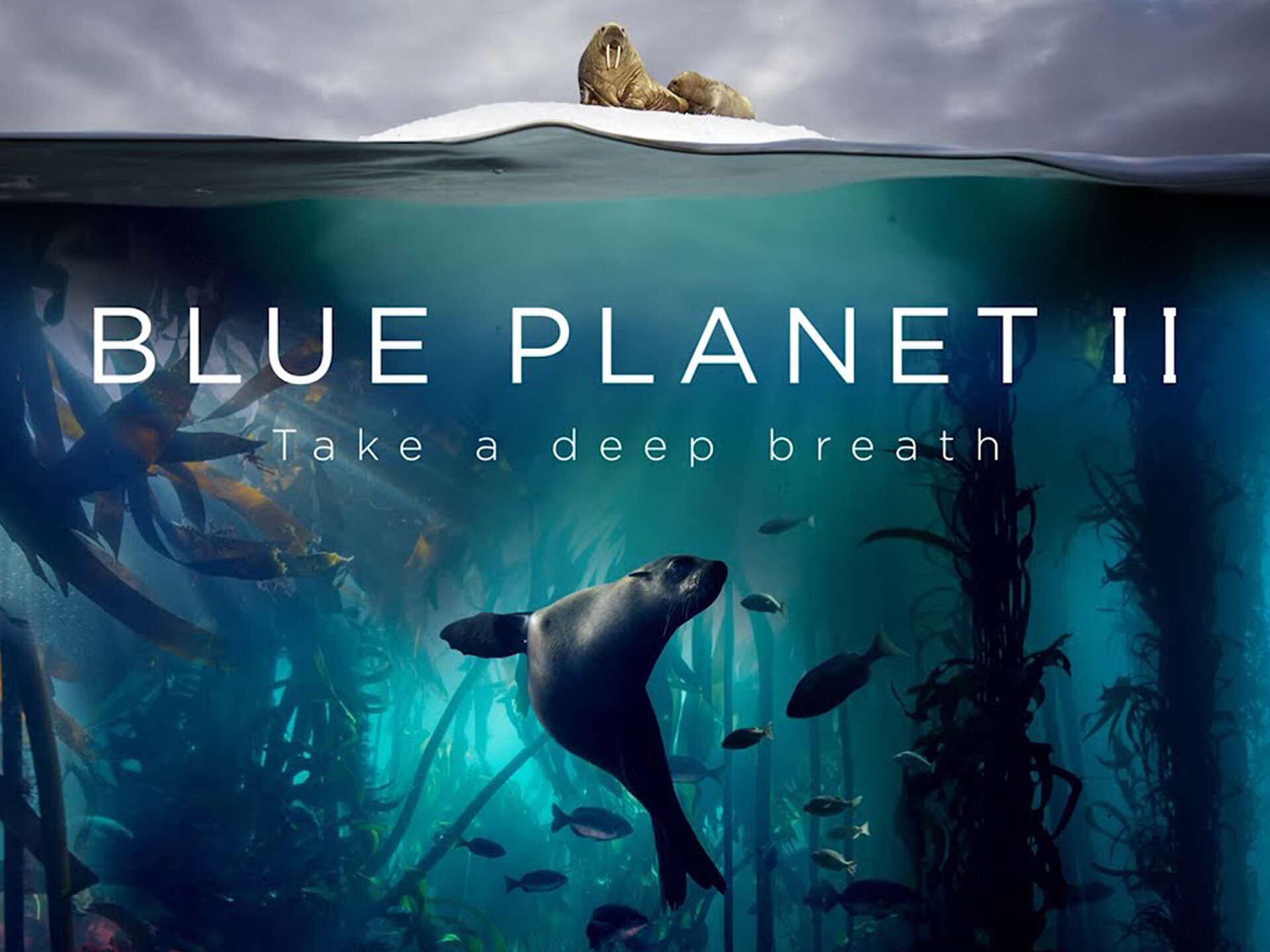 blue planet sea of life the deep
